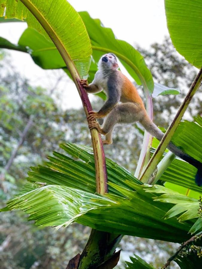 Suenos De Amor! Hermoso Y Acogedor Lugar ケポス エクステリア 写真