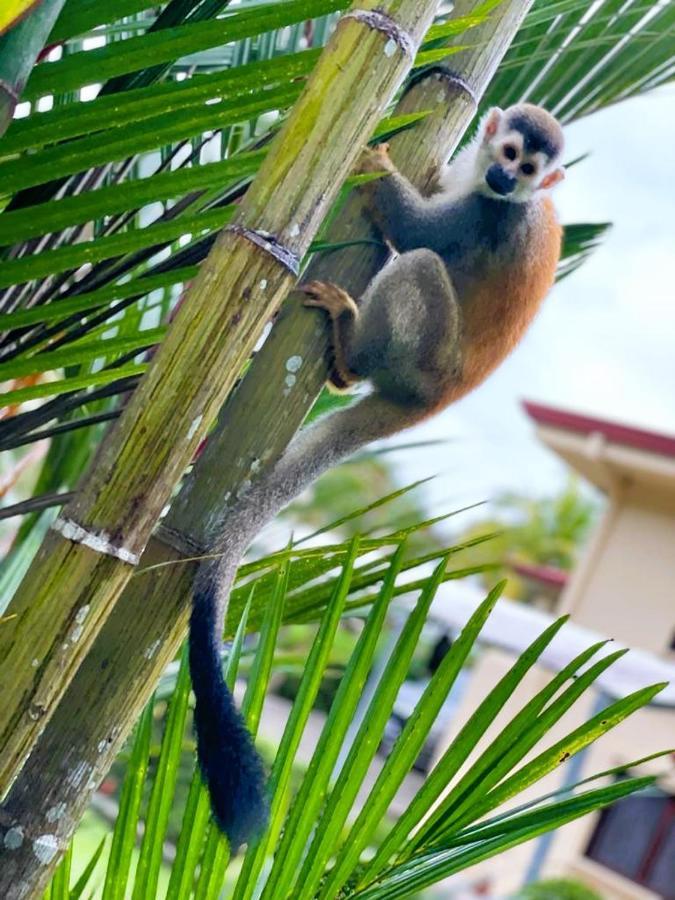 Suenos De Amor! Hermoso Y Acogedor Lugar ケポス エクステリア 写真