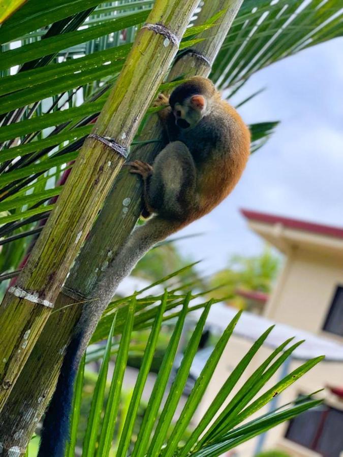Suenos De Amor! Hermoso Y Acogedor Lugar ケポス エクステリア 写真
